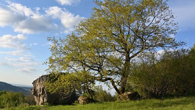 Baum