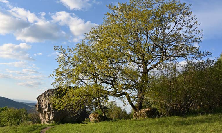 Baum